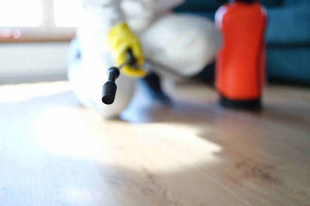 Best Basement Mold Removal  in Sarasota, FL