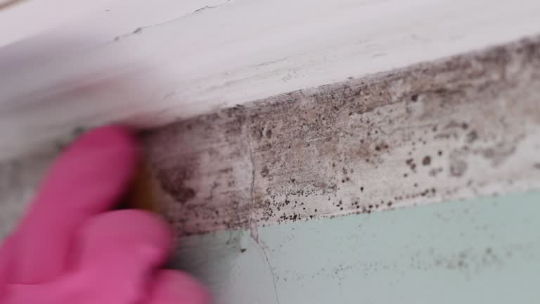 Best Mold Remediation for Healthcare Facilities  in Sarasota, FL